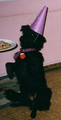 Black dog wearing birthday hat